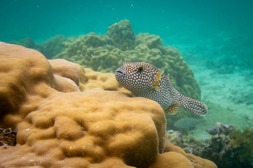 Arothron meleagris