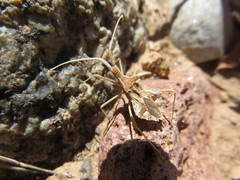 Cercinthus lehmannii