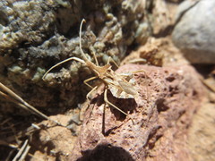 Cercinthus lehmannii