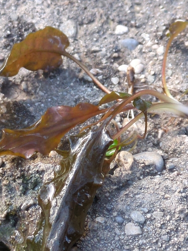Cryptocoryne observed 2026-03-04