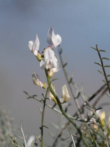 Thickpod Milkvetch (Astragalus pachypus)