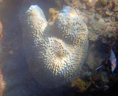Psammocinia