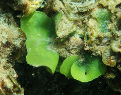 Dictyosphaeria sericea