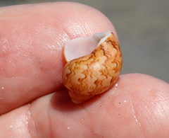Phasianella ventricosa