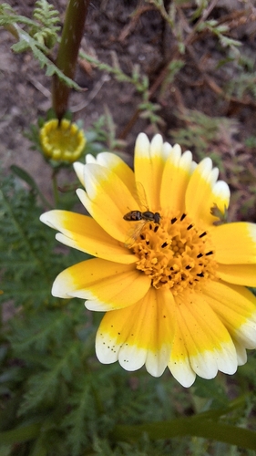 Unknown species found near Cerritos, CA 90703, USA