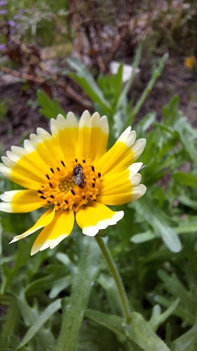 Unknown species found near Cerritos, CA 90703, USA