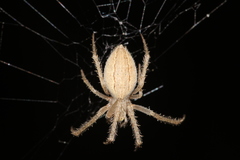 Larinia lineata