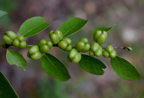 Cleistanthus apodus observed 2025-12-12