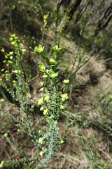 Pimelea flava flava