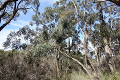 Eucalyptus cephalocarpa