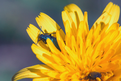 Psilothrix viridicoerulea