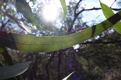 Eucalyptus cephalocarpa