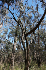 Eucalyptus cephalocarpa