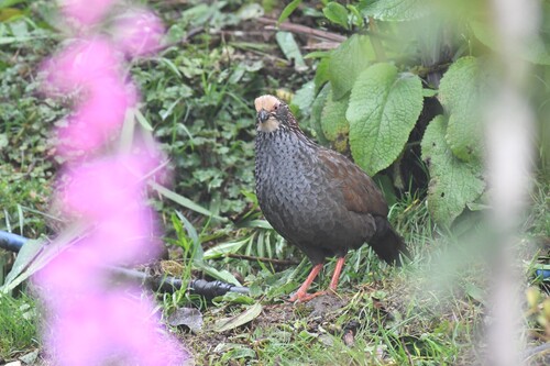 Buffy-crowned Wood Partridge (Dendrortyx leucophrys), photo 5