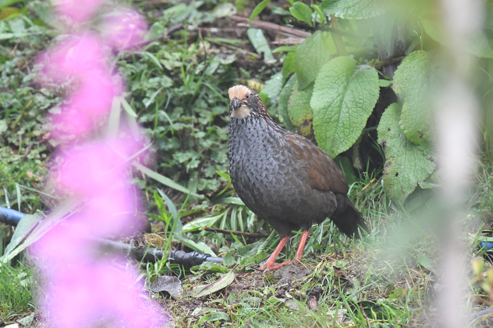 Buffy-crowned Wood Partridge (Dendrortyx leucophrys), photo 7
