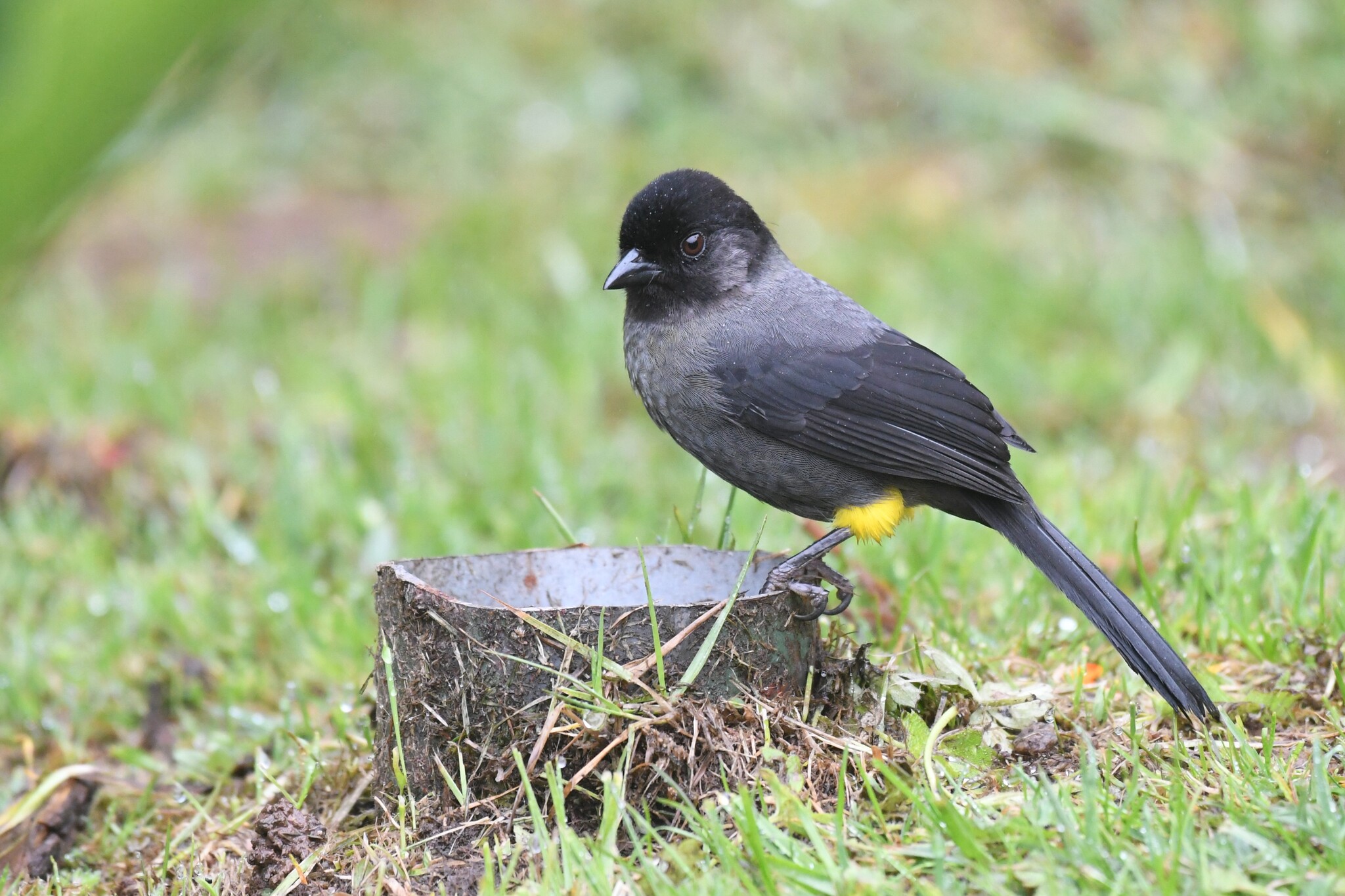 Yellow-thighed Brushfinch (Atlapetes tibialis), photo 4