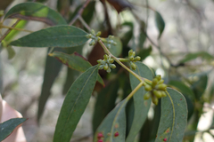 Eucalyptus cephalocarpa