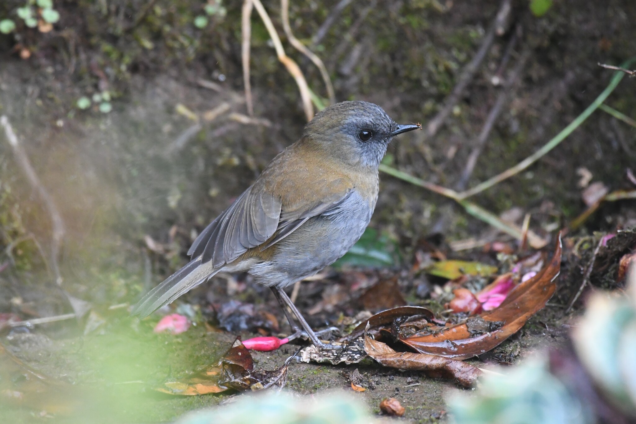 Black-billed Nightingale-Thrush (Catharus gracilirostris), photo 3