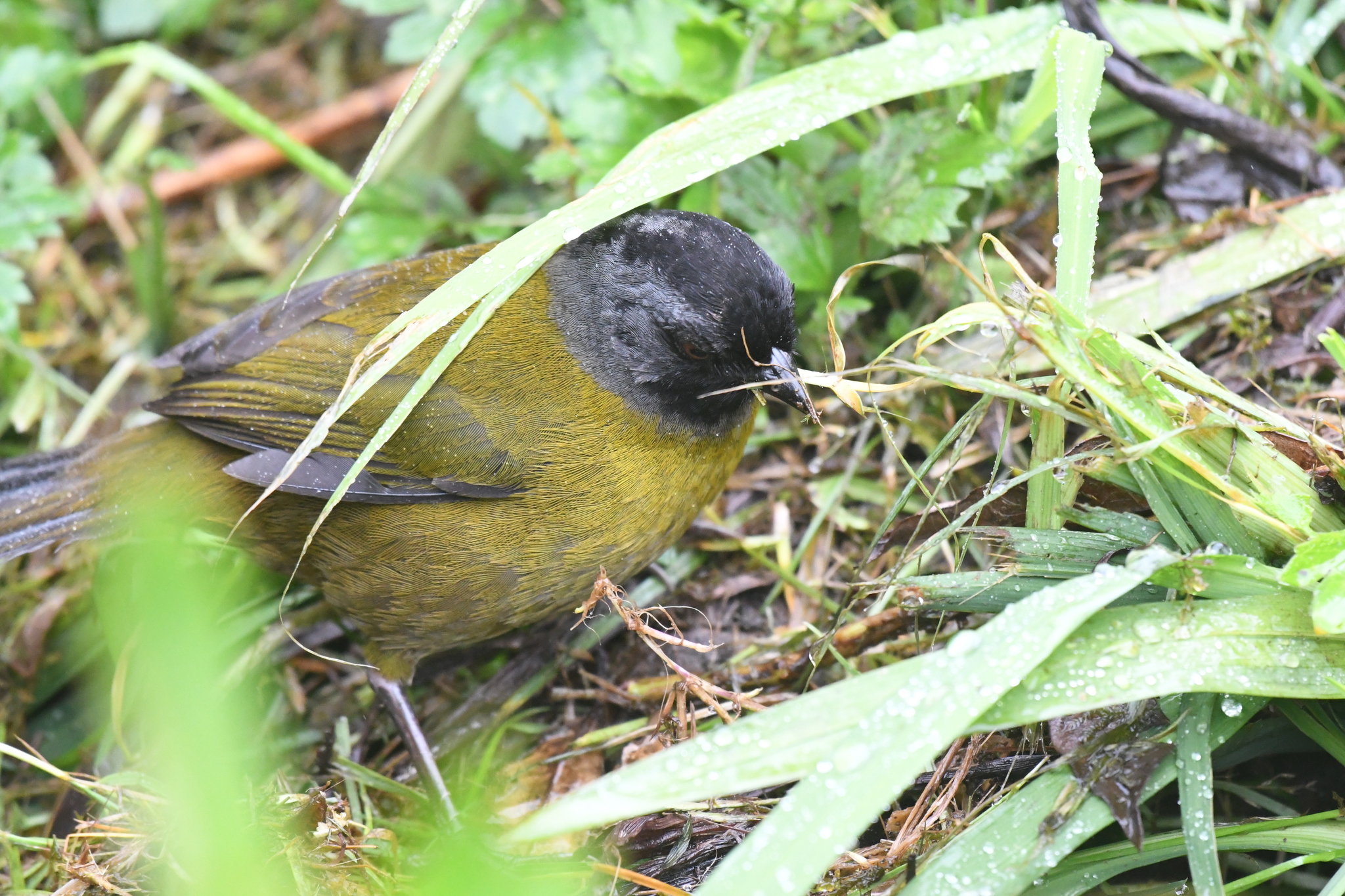 Large-footed Finch (Pezopetes capitalis), photo 2