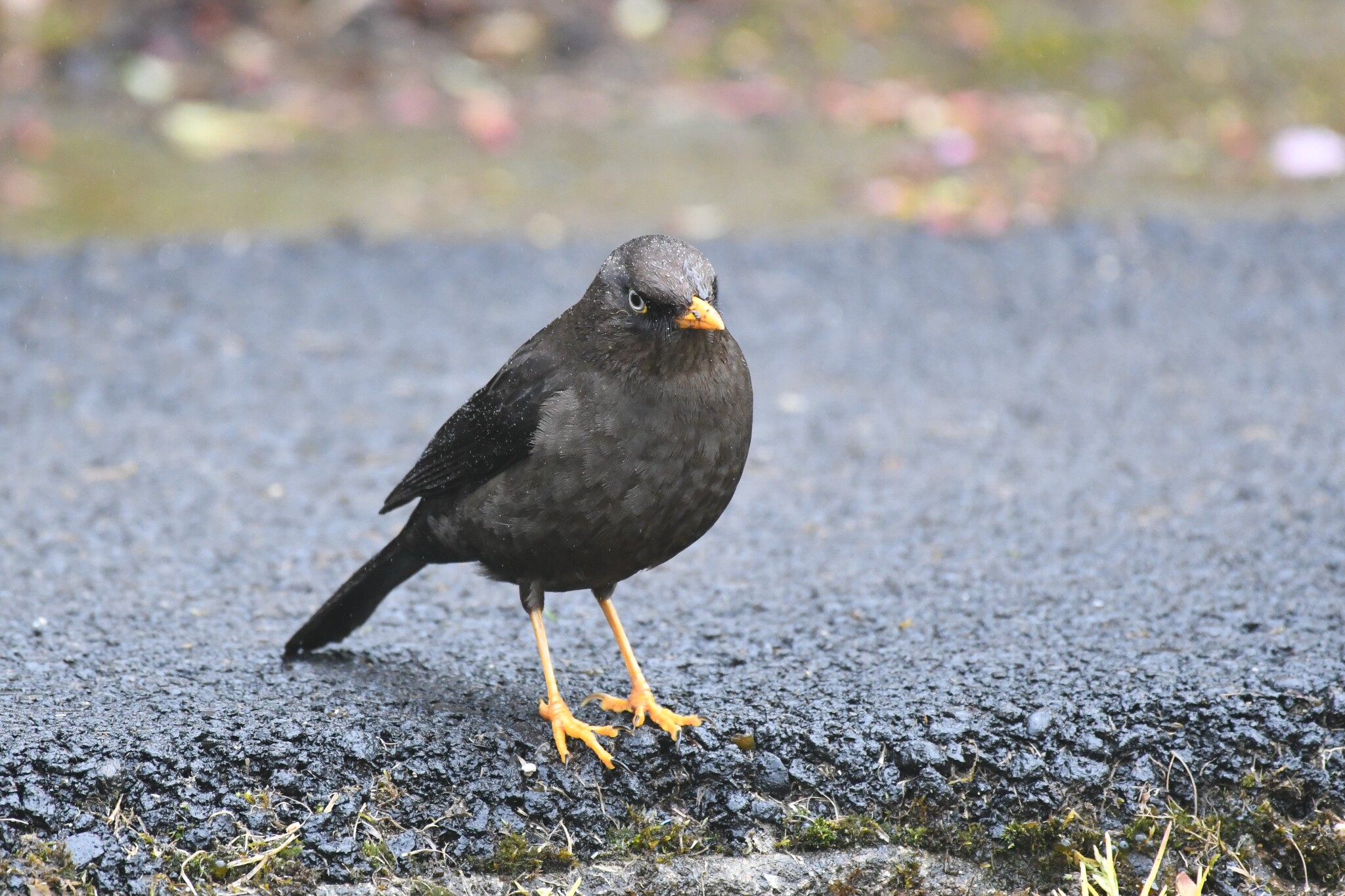 Sooty Thrush (Turdus nigrescens), photo 2
