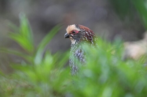 Buffy-crowned Wood Partridge (Dendrortyx leucophrys), photo 6