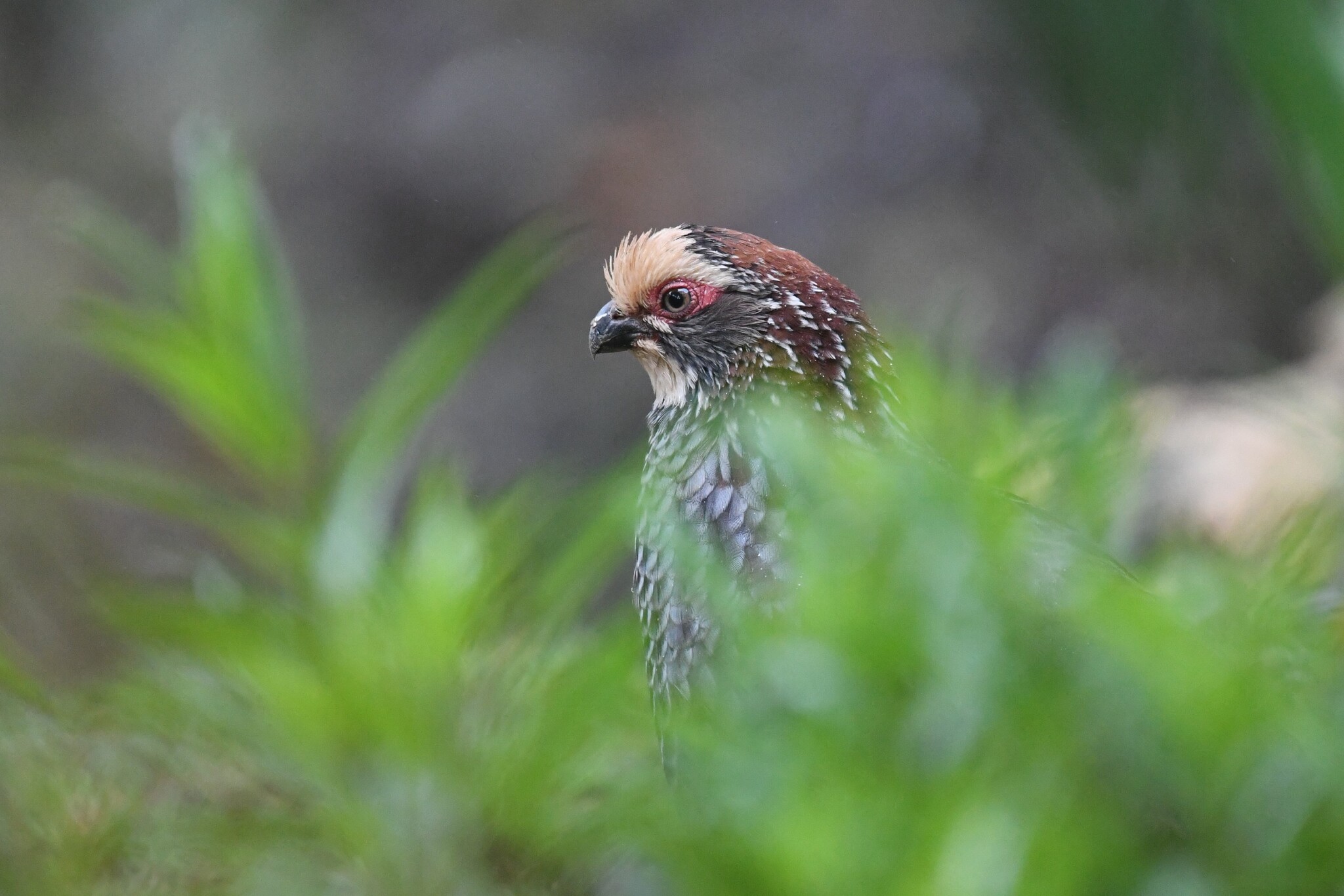 Buffy-crowned Wood Partridge (Dendrortyx leucophrys), photo 8