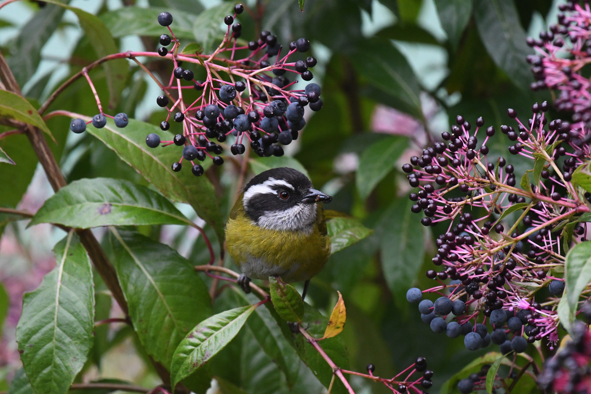 Sooty-capped Chlorospingus (Chlorospingus pileatus), photo 6