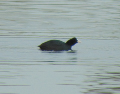 Fulica atra