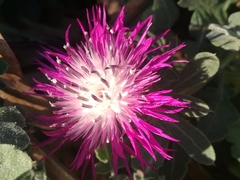 Centaurea sphaerocephala