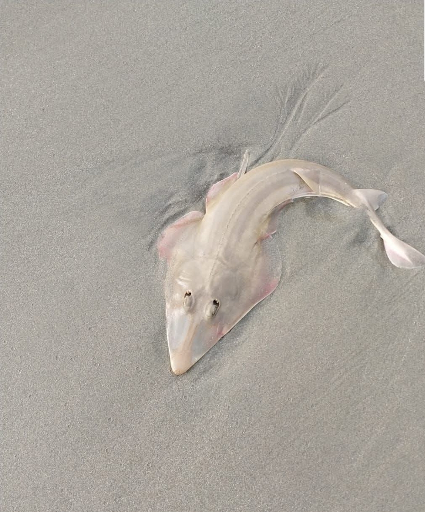 Chola guitarfish (Pseudobatos percellens) — Rhinobatidae