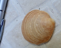 Dosinia exoleta