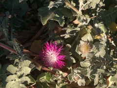 Centaurea sphaerocephala