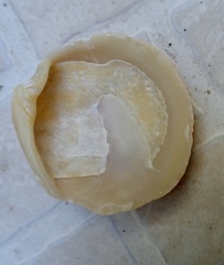 Dosinia exoleta