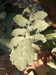 Centaurea sphaerocephala