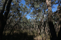 Eucalyptus cephalocarpa