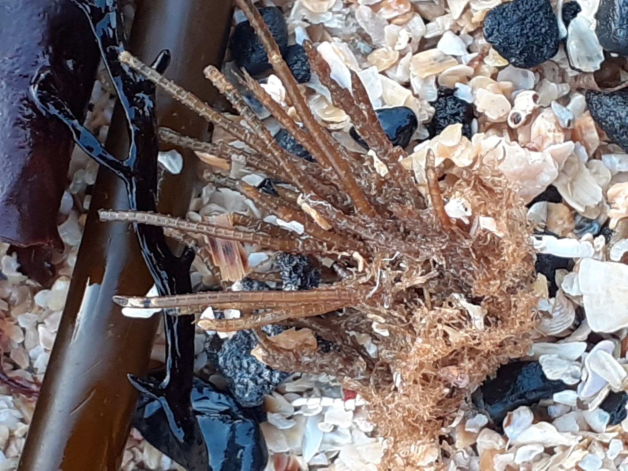 Nemertesia antennina (Linnaeus, 1758)