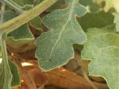 Centaurea sphaerocephala