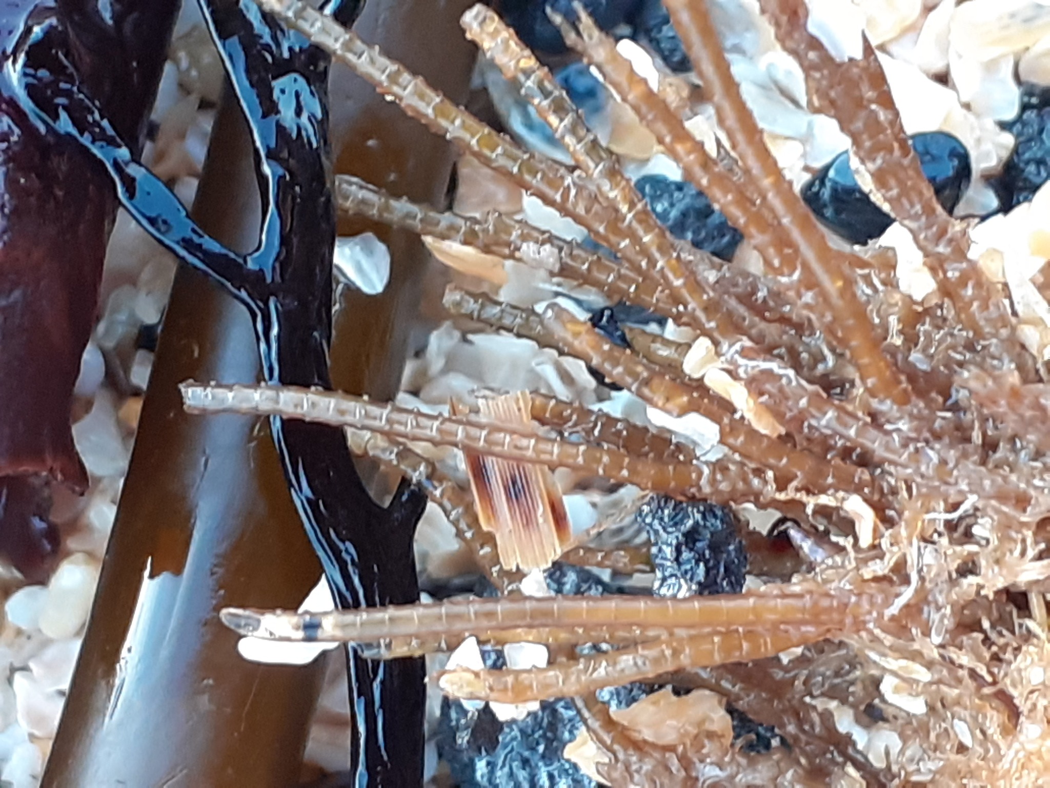Nemertesia antennina (Linnaeus, 1758)