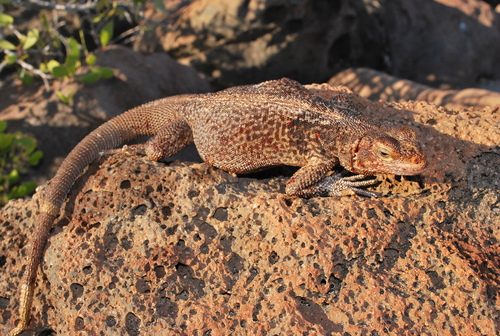 Monserrat Chuckwalla