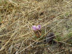 Echinofossulocactus dichroacanthus