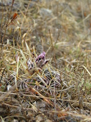 Echinofossulocactus dichroacanthus