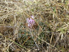 Echinofossulocactus dichroacanthus