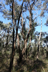 Eucalyptus dives