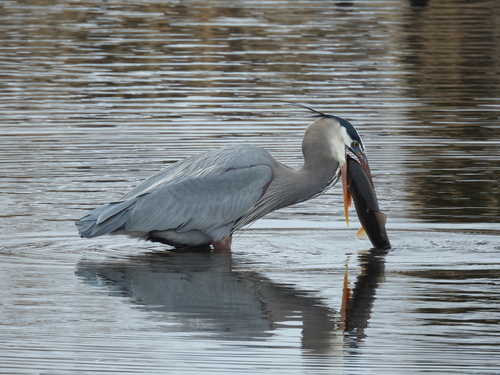 Great Blue Heron photographed in New Jersey