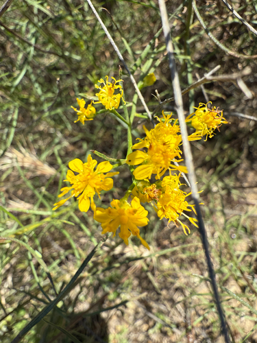 California matchweed (Gutierrezia californica)