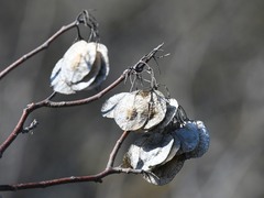 Ptelea trifoliata mollis