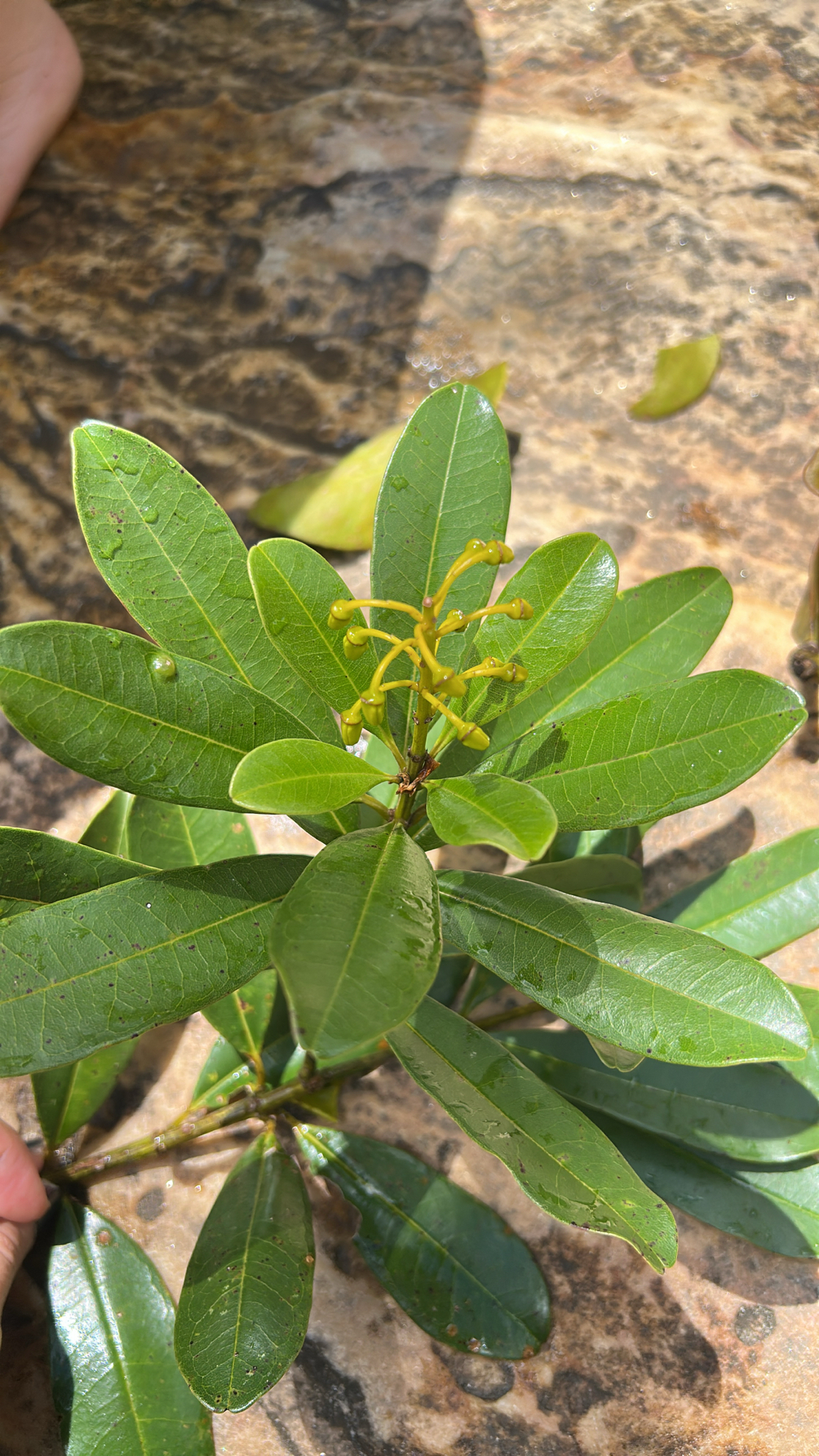 Vochysia tucanorum