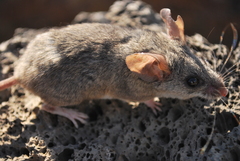 Peromyscus fraterculus