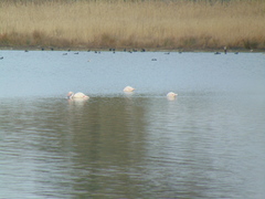 Phoenicopterus roseus