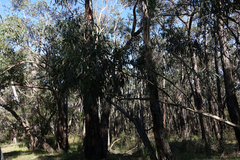 Eucalyptus cypellocarpa